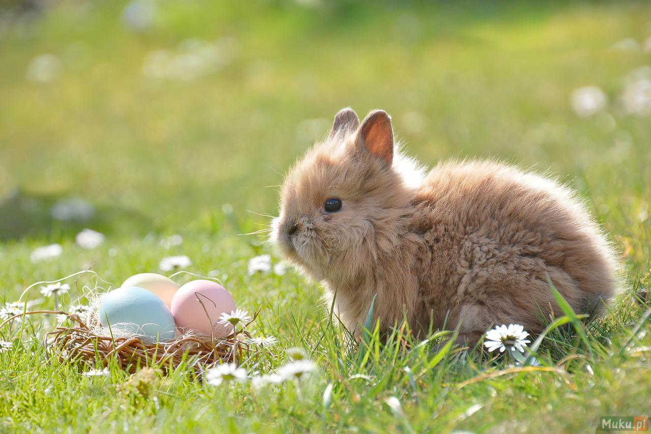 Witaminy dla królików