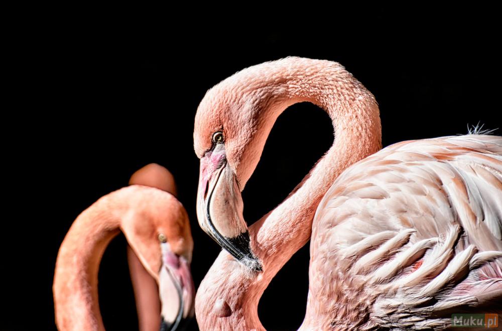 Dlaczego flamingi są różowe? 